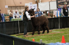 Alpaca Jubilee